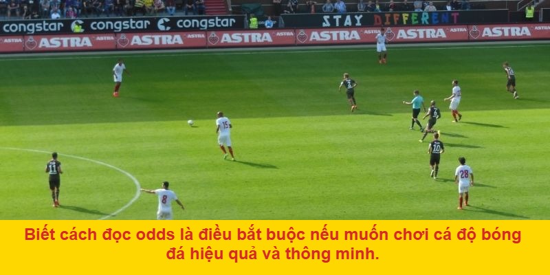 Hướng dẫn cách đọc odds chi tiết tại nhà cái 8xbet